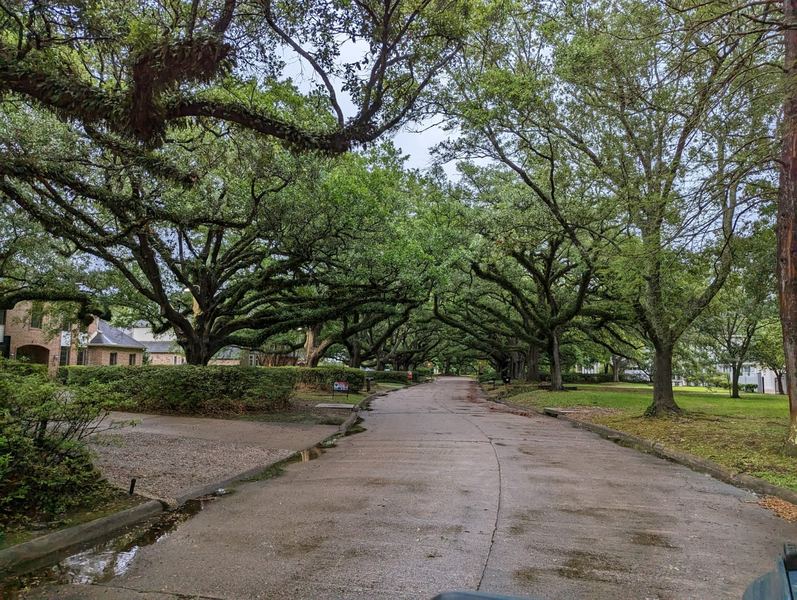 Oak canopy street in Texas neighborhood